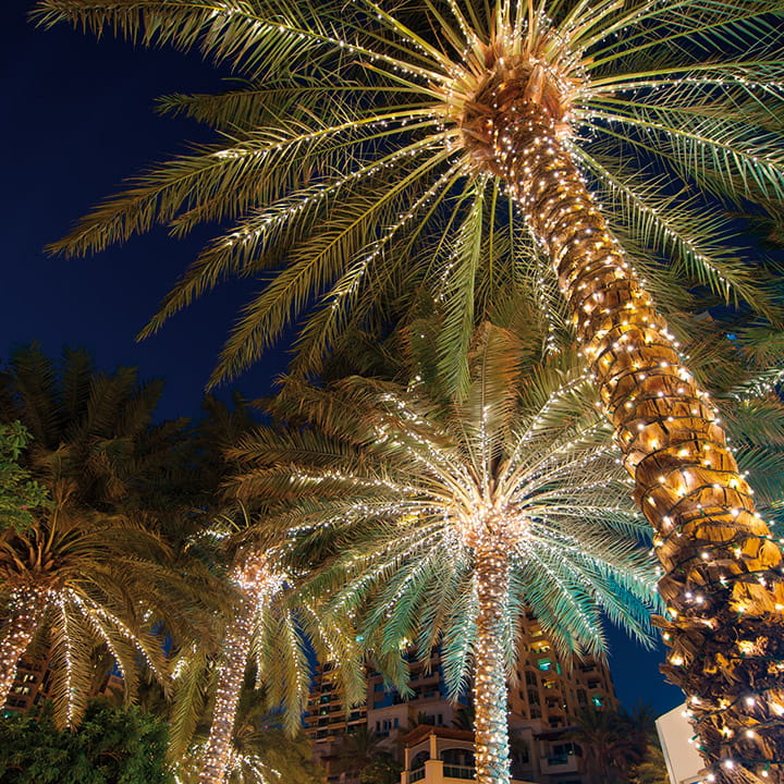 Palm trees decorated in fairy lights for Christmas